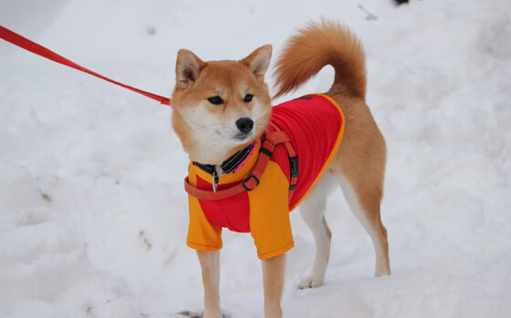 九游(jiuyou)官方网站-赛季高光：那些令球迷疯狂的进球瞬间，球员进球