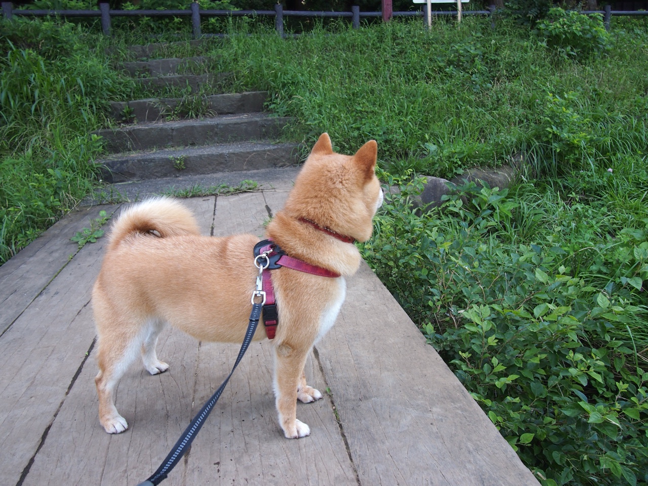 九游网页版官网入口-Chinese Taipei：未来如何打造更具竞争力的体育品牌，台湾体育运动品牌