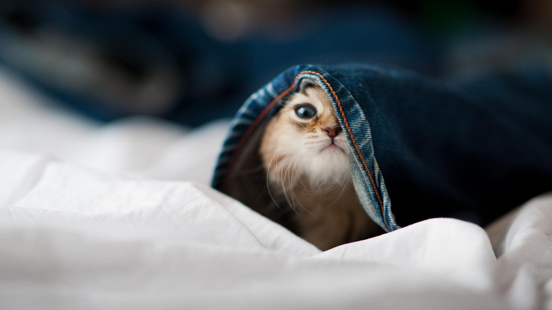 九游app下载中心-“滚球运动：三叉湖赛场引领竞技新风潮”