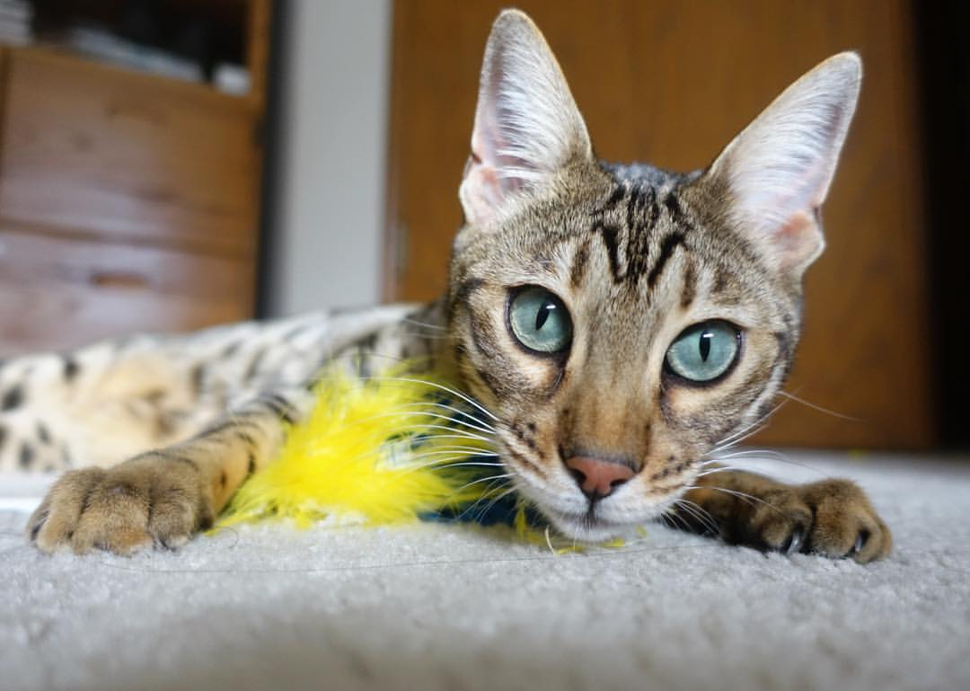 九游娱乐app下载-中国三人篮球男队攻防配合紧密，3人篮球中国队