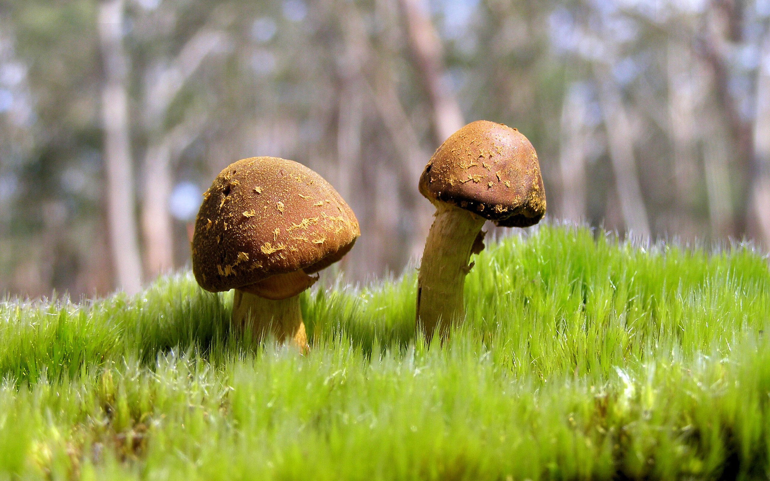 五大联赛历史传控比对比看战术演进轨迹，五大联赛历史出场纪录