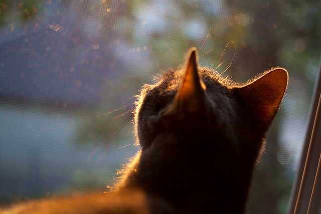 印度乒乓赛制全解：从技术到战术的多方位推进，印度乒乓球名将