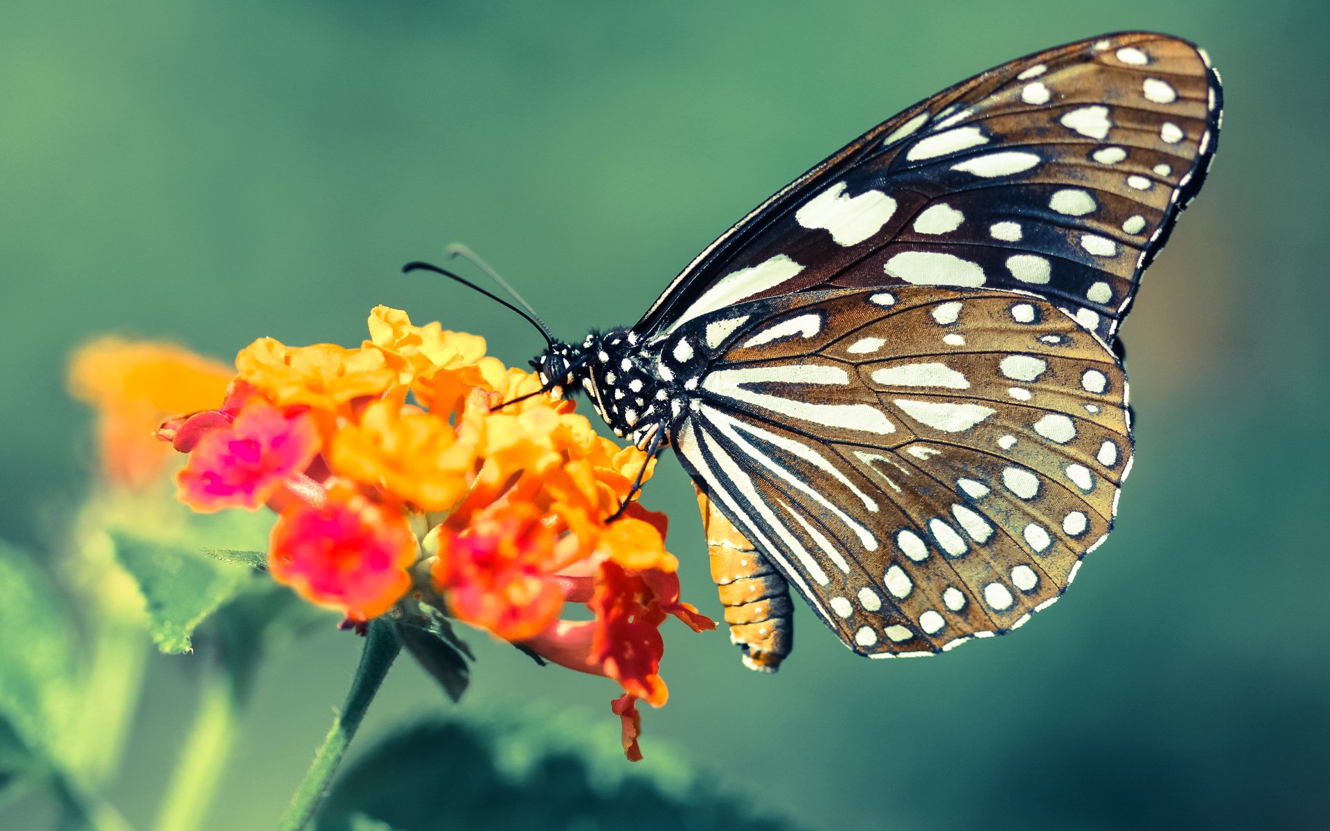 九游sports-印度乒乓赛制解析：多元化赛事体系如何促进发展，印度乒乓球名将