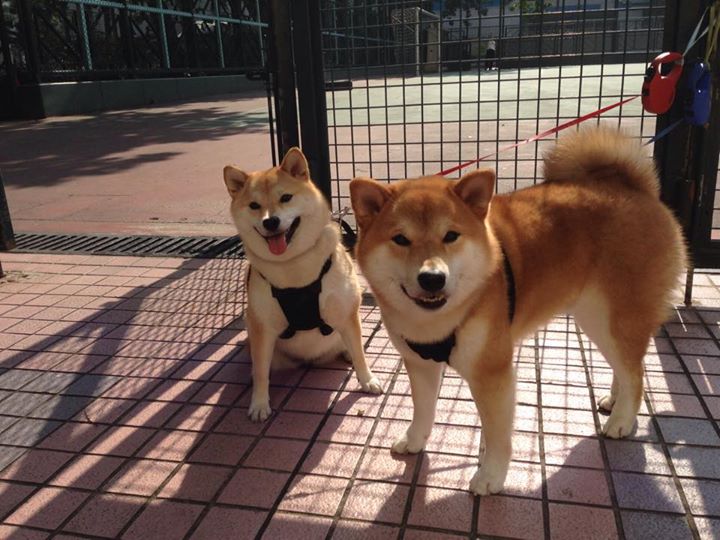 九游下载中心-国际乒联混合团体世界杯：澳大利亚队如何迎接挑战和突破，国际乒联世界巡回赛澳大利亚公开赛