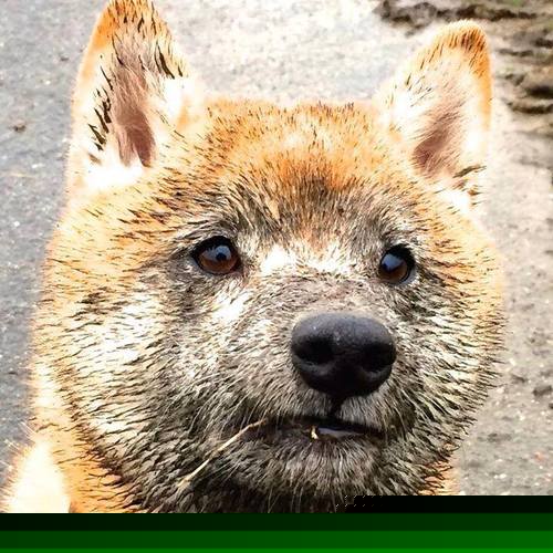 女将赛后激动落泪 场面感人，女将战死阵亡