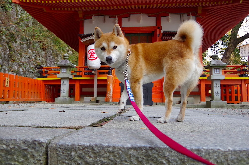 掩护后的第一节奏判断是否决定进攻成败,掩护犯规的判定标准