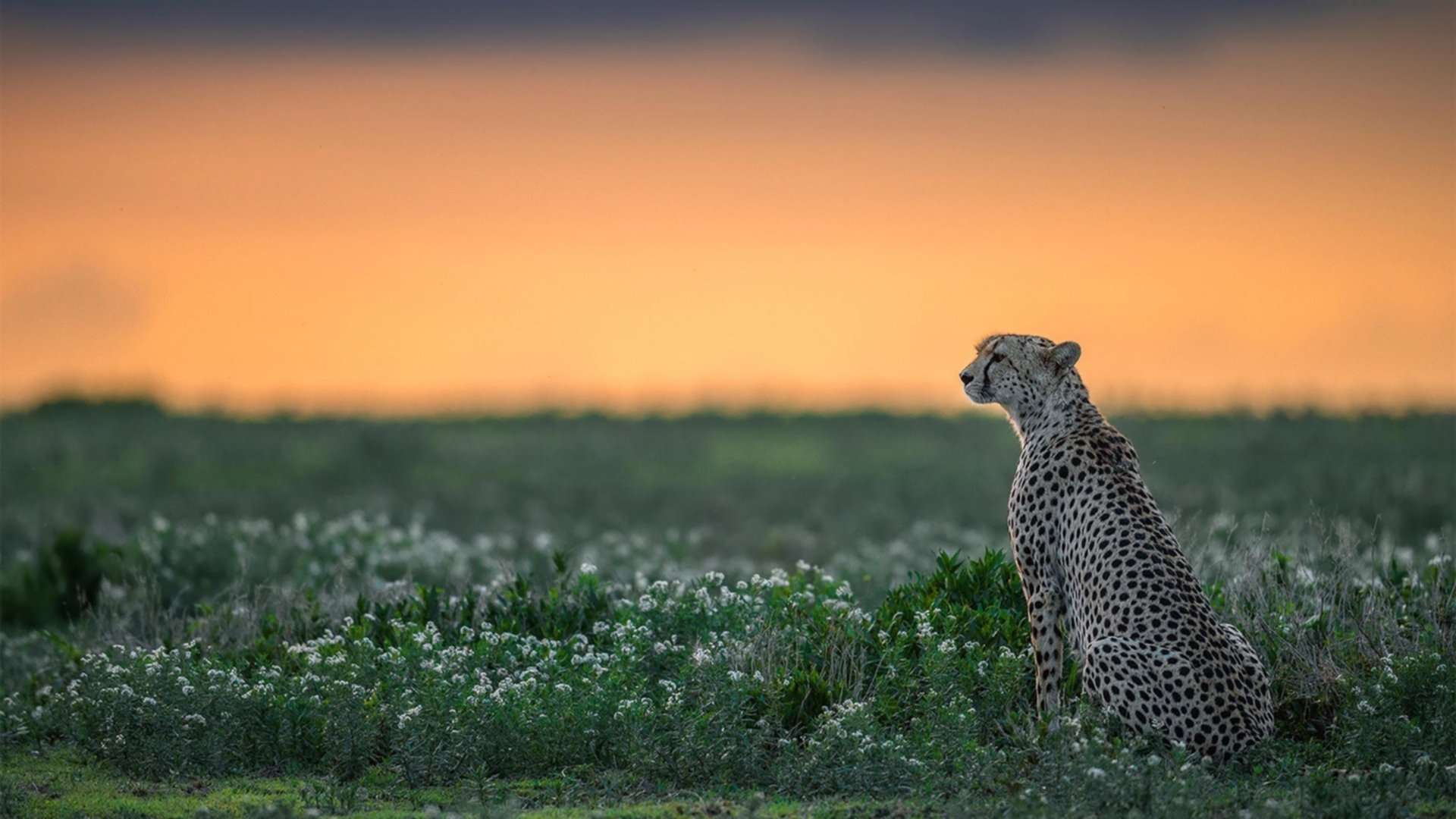 球队双线作战期间是否更易出现战术懈怠,双线战役什么意思