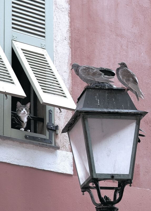 球迷意见反馈系统上线联赛更加亲民透明,球队球迷