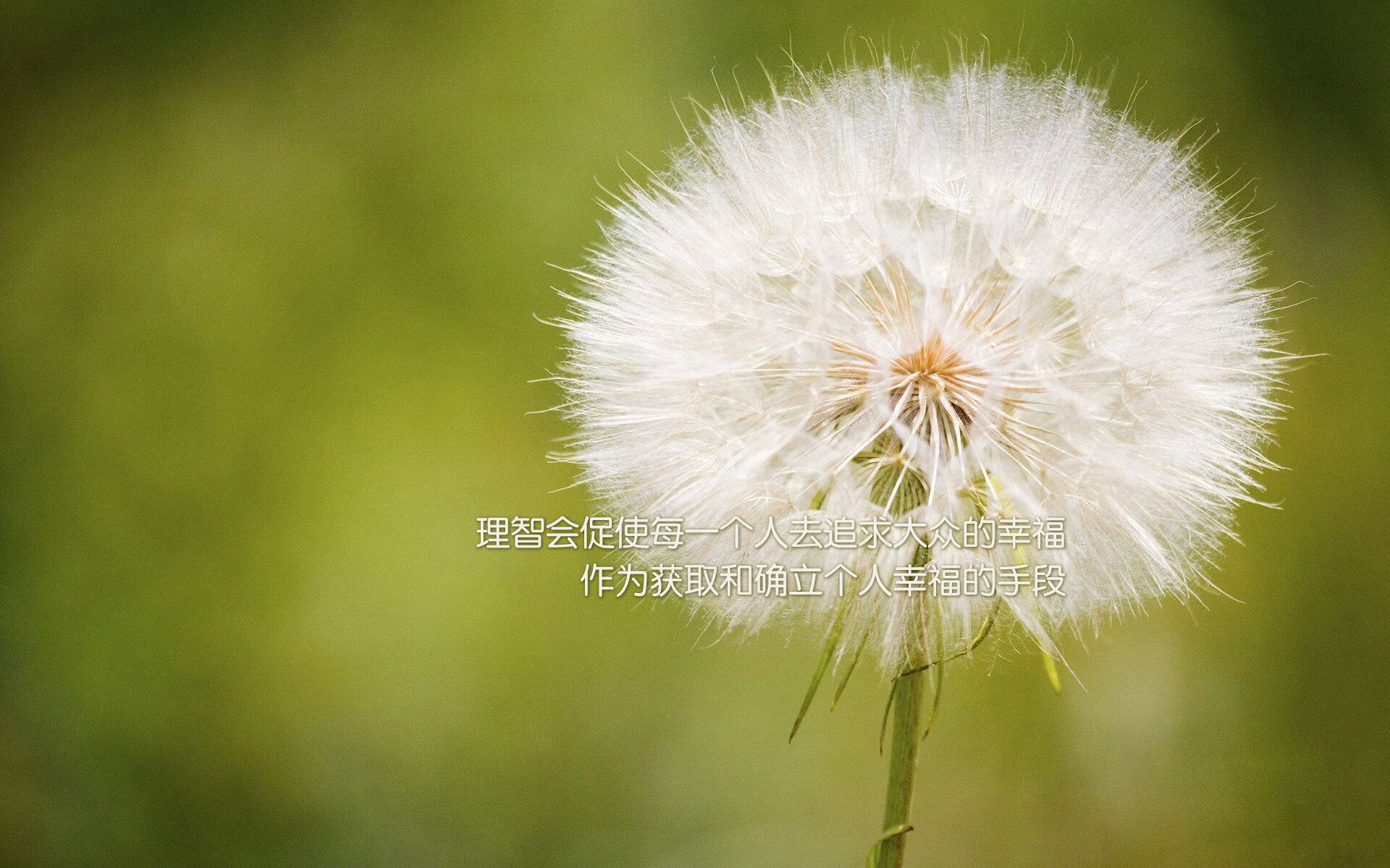 自由搏击赛事影响力扩大,自由搏击赛事影响力扩大的例子