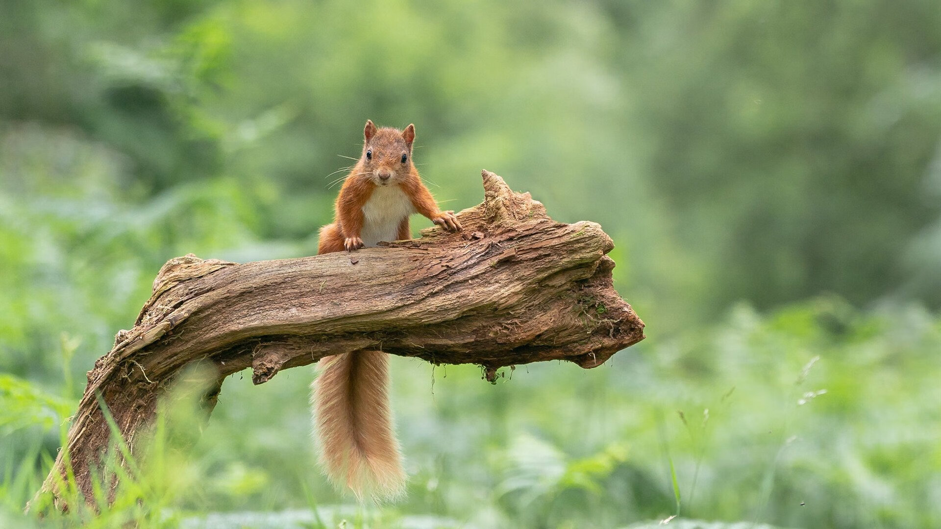 不同年龄段足球训练课程体系逐步完善，定制化发展趋势明显，足球训练多大年纪合适