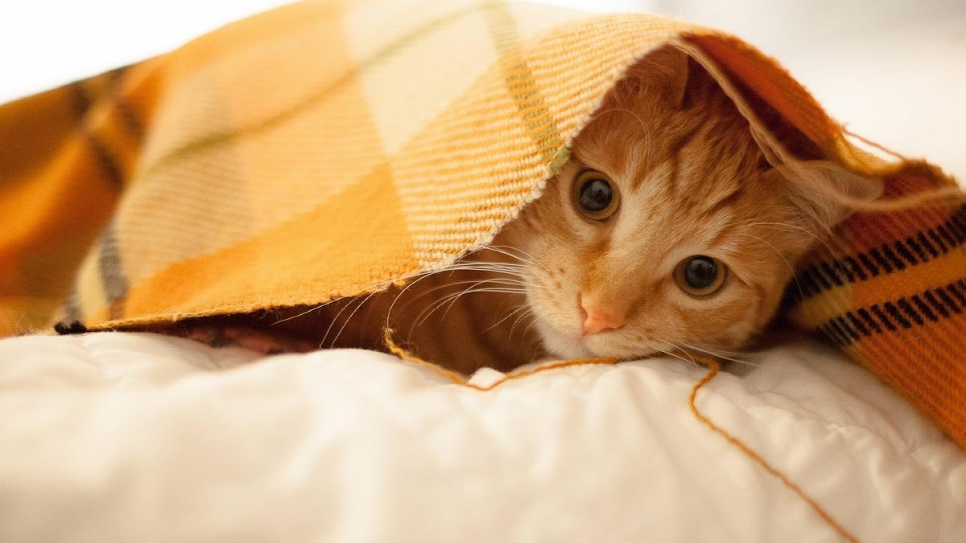 女子澳大利亚橄榄球成各大赛事焦点，澳大利亚女子橄榄球队